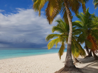 close up photo of big palms on caribbean sea with white sand beach background