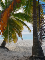 under colorful palm tree leaves with white sand beach and bright blue water of caribbean sea
