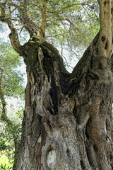 Obraz premium old Olive tree growing in Corfu Isle Greece