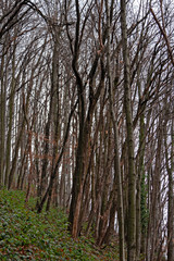 View of a forest in the bare winter clothes