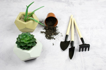 planting succulent plants in concrete pot, garden tools top view, light background