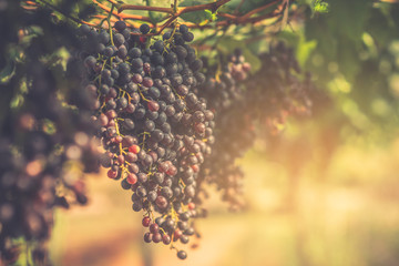Seedless grapes, Vineyards in grape harvest. 
