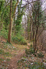 Panoramic view of a forest in its spring appearance.