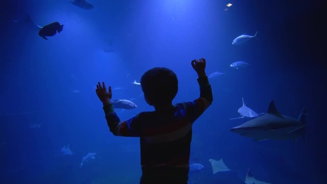 undersea world in zoo, little kid boy admiringly looks at ecsotic fishes swim in blue huge aquarium