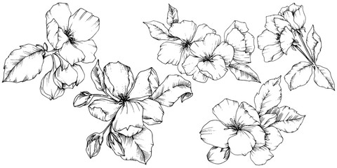Vector Apple blossom floral botanical flower. Black and white engraved ink art. Isolated flowers illustration element.