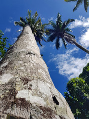 close up photo of very high and big palm tree in dominican jungle 