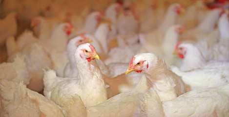 Chicken farm, eggs and poultry production