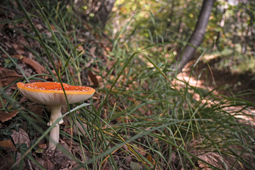 Some hallucinogenic mushrooms of Amanita Muscaria grown among the forest vegetation.