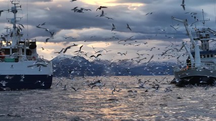 orcas and humpback whales hunting for herrings in the fjords of Norway in winter