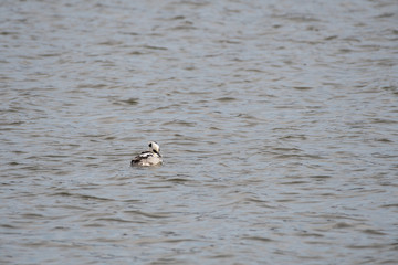 Smew grooming in Kamisu city, Ibaraki prefecture, Japan