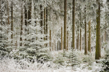 Fototapety  Widok na pokryty śniegiem las świerkowy na Meißner
