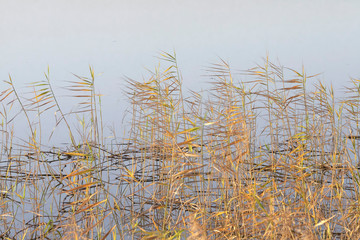 Fototapeta na wymiar Thickets of autumn reeds on a background of gray water. Landscape