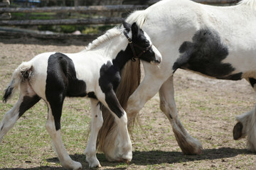 Obraz na płótnie Canvas Black and white foal alongside momma horse