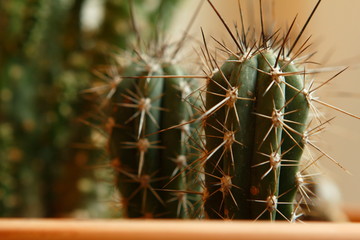 Kaktus mit anderen Kakteen, nahaufnahmen