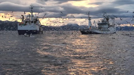 orcas and humpback whales hunting for herrings in the fjords of Norway in winter