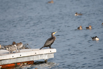 Great cormorant in Kamisu city, Ibaraki prefecture, Japan
