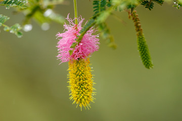 Water drops on foliage. Sicklebush, Bell mimosa, Chinese lantern tree or Kalahari Christmas tree (Dichrostachys cinerea) flower. North West Province. South Africa