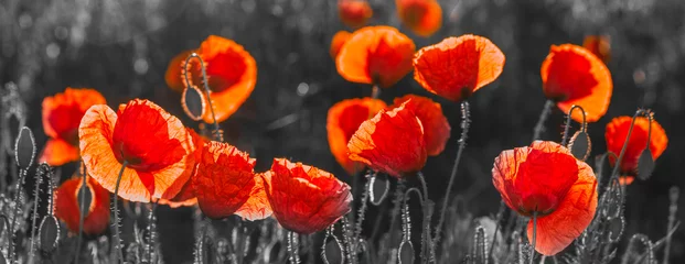Wall murals Poppy natural composition of red poppies, selective color, only reds and blacks