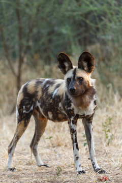 African wild dog (Lycaon pictus), aka, painted wolf, African hunting dog, Cape Hunting Dog or African painted dog.. Botswana