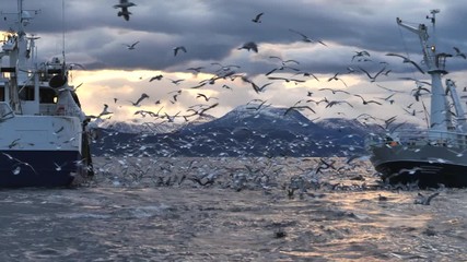 orcas and humpback whales hunting for herrings in the fjords of Norway in winter