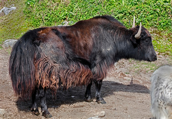 Fototapeta premium Domestic yak in its enclosure. Latin name - Bos grunniens and Bos mutus