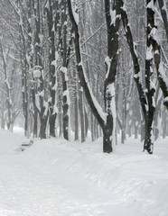 Winter Park. High drifts, snow falls. Scenic view.