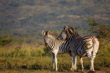 Fototapeta na wymiar Plains zebra (Equus quagga, prev. Equus burchellii), aka common zebra, Burchell's zebra or quagga. KwaZulu Natal. South Africa