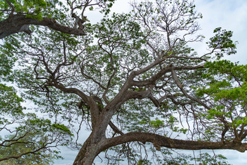Crown Of Green Tree Against The Blue Sky