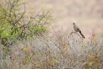 Grey Go-away-bird - Corythaixoides concolor, special turaco family bird from African bushes and forests, Namibia.