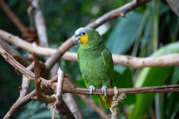 Green Amazon Parrot. Amazona aestiva xanthopterus