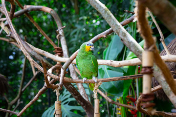 Green Amazon Parrot. Amazona aestiva xanthopterus