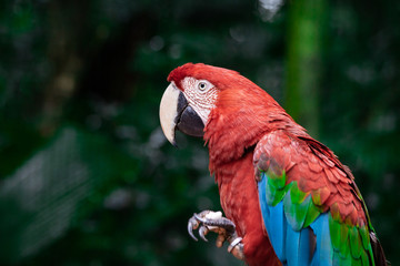 Red parrot Scarlet Macaw, Ara macao, bird sitting on the branch.