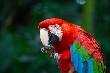 Naklejka na ściany i meble Red parrot Scarlet Macaw, Ara macao, bird sitting on the branch.