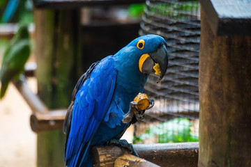 Hyacinth Macaw. The blue and yellow macaw. Ara ararauna.