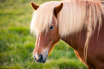 Naklejka na ściany i meble Beautiful Icelandic Horse