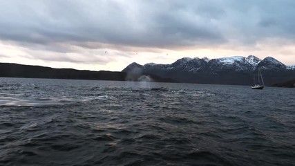 orcas and humpback whales hunting for herrings in the fjords of Norway in winter