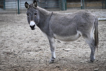 a quiet donkey rests