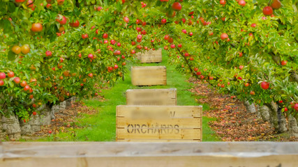 apple trees covered in ripe apples ready to be harvested and wooden bins in an orchard