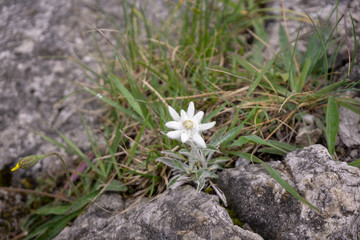 Edelweiss protected rare flower in the Tatra Mountains.