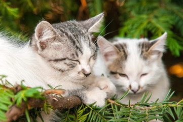 Cute white kittens in the tree in the sun