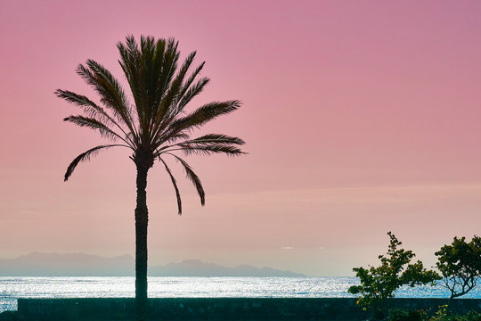 Palm babassu sunset sky background.