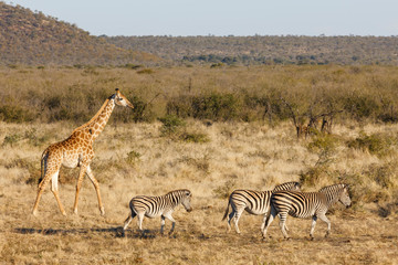 Obraz na płótnie Canvas South African giraffe (Giraffa camelopardalis giraffa) and Plains zebra (Equus quagga, prev. Equus burchellii), aka common zebra, Burchell's zebra or quagga. North West Province. South Africa