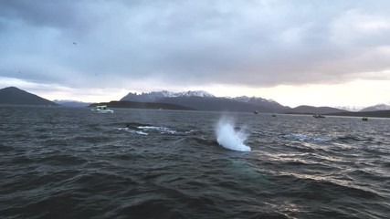 orcas and humpback whales hunting for herrings in the fjords of Norway in winter