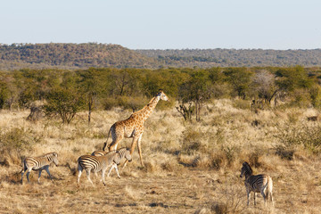 South African giraffe or Cape giraffe (Giraffa camelopardalis giraffa) and Plains zebra (Equus quagga, prev. Equus burchellii), aka common zebra, Burchell's zebra or quagga. North West Province. South