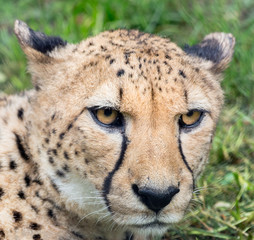 Obraz na płótnie Canvas Cheetah portrait with a head on view.