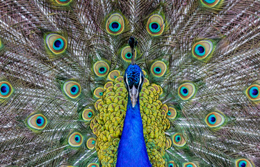 Obraz premium peacock with open tail