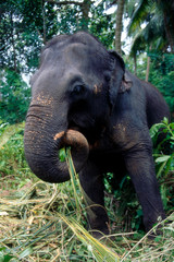 Fototapeta premium Elefant