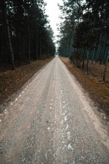 Obraz premium Moody hazy road scene in an overgrown forest.