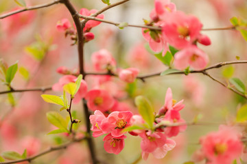 Spring time. Blooming pink branches. Macro, blur effect and selective focus