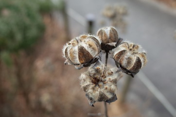 冬の芙蓉